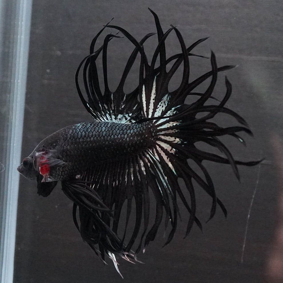 Black Orchid Crowntail Male Betta Fish with dark body and dramatic crown tail fins