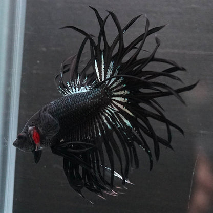 Black Orchid Crowntail Male Betta Fish with dark body and dramatic crown tail fins