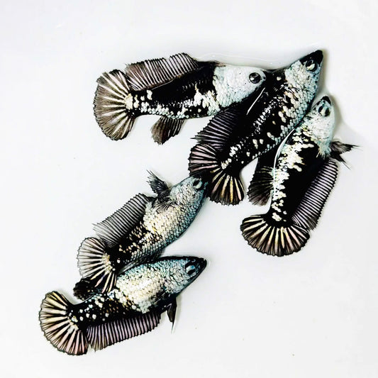 Black Samurai Female Betta Fish