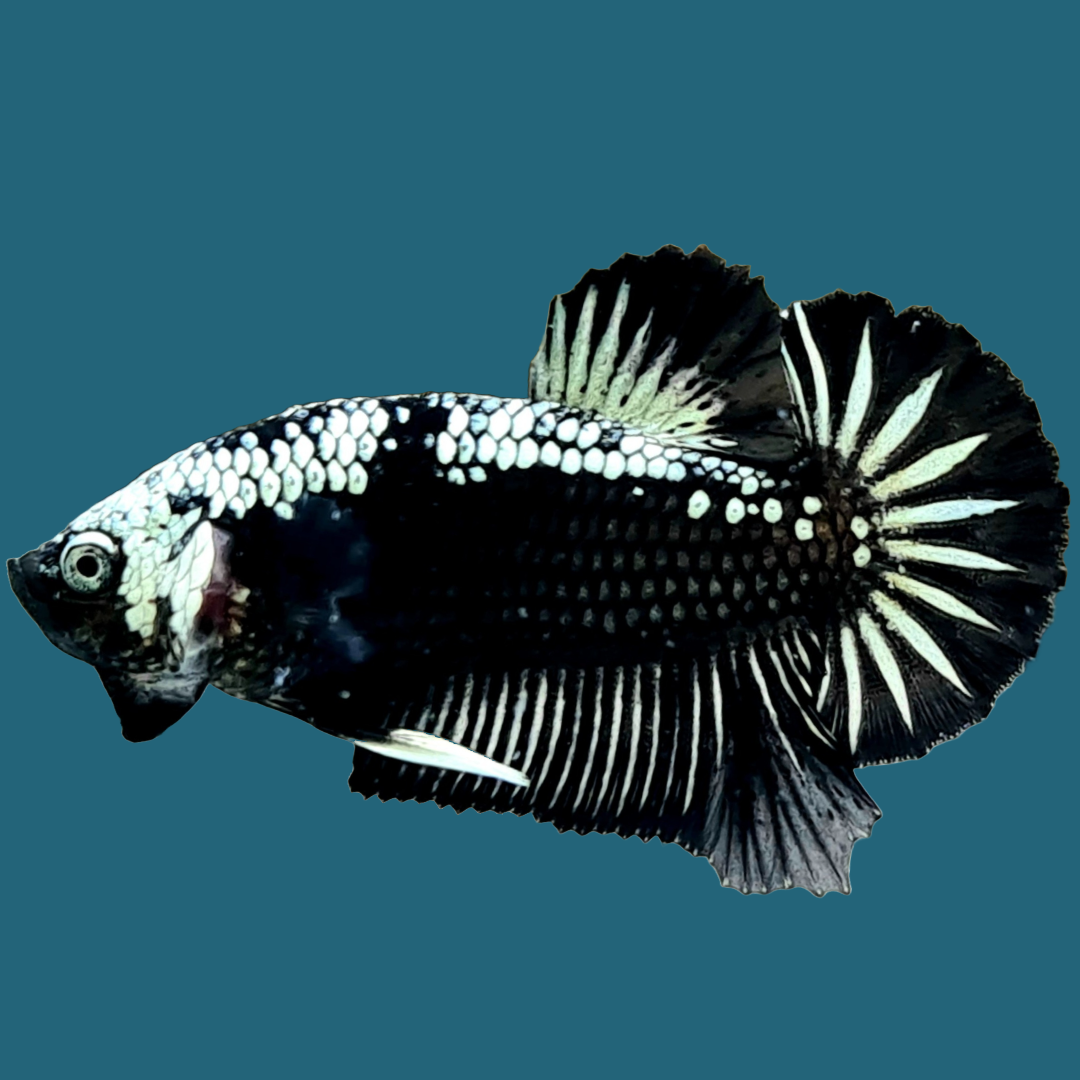 Black And White Betta Fish History Of Samurai Betta Fish