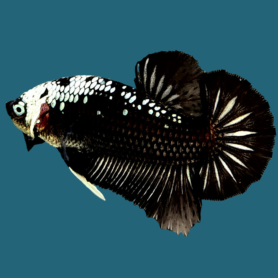 Black Samurai Plakat Male Betta Fish