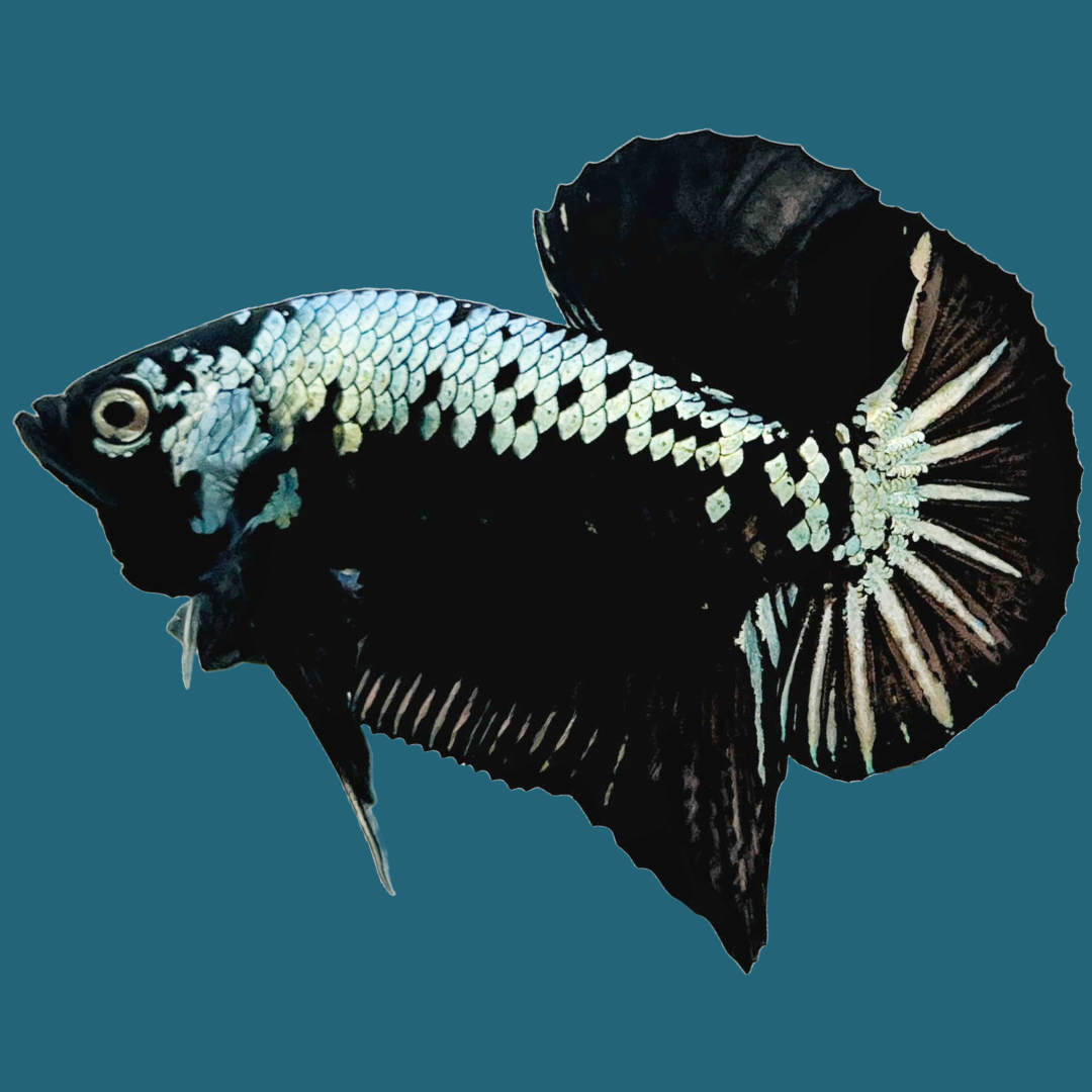 Black Samurai Plakat Male Betta Fish