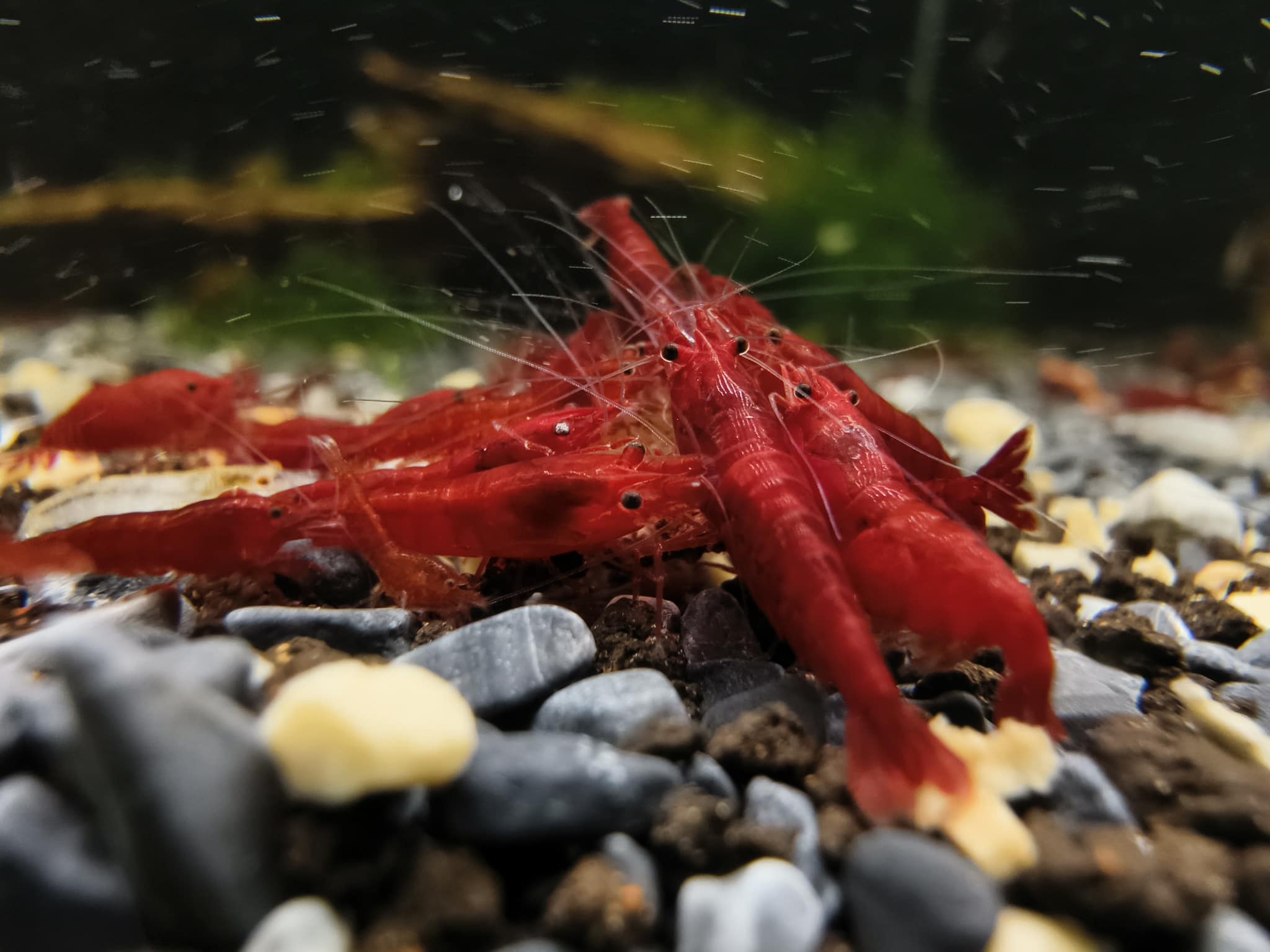 Bloody Mary Neocaridina Shrimp For Sale | Tropicflow