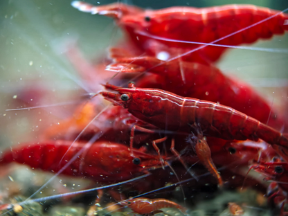 Bloody Mary Neocaridina Shrimp