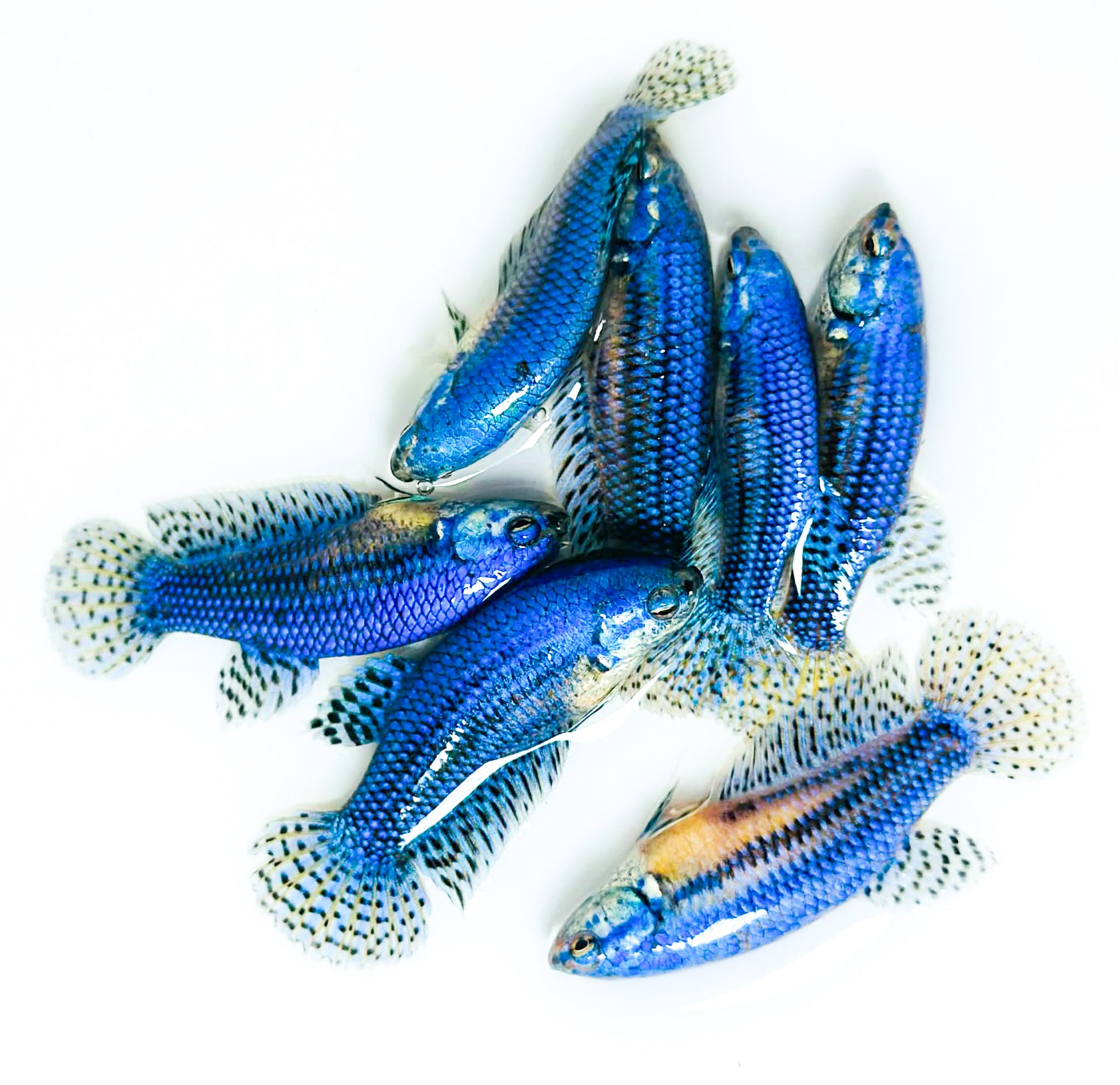 Blue Alien Female Betta Fish