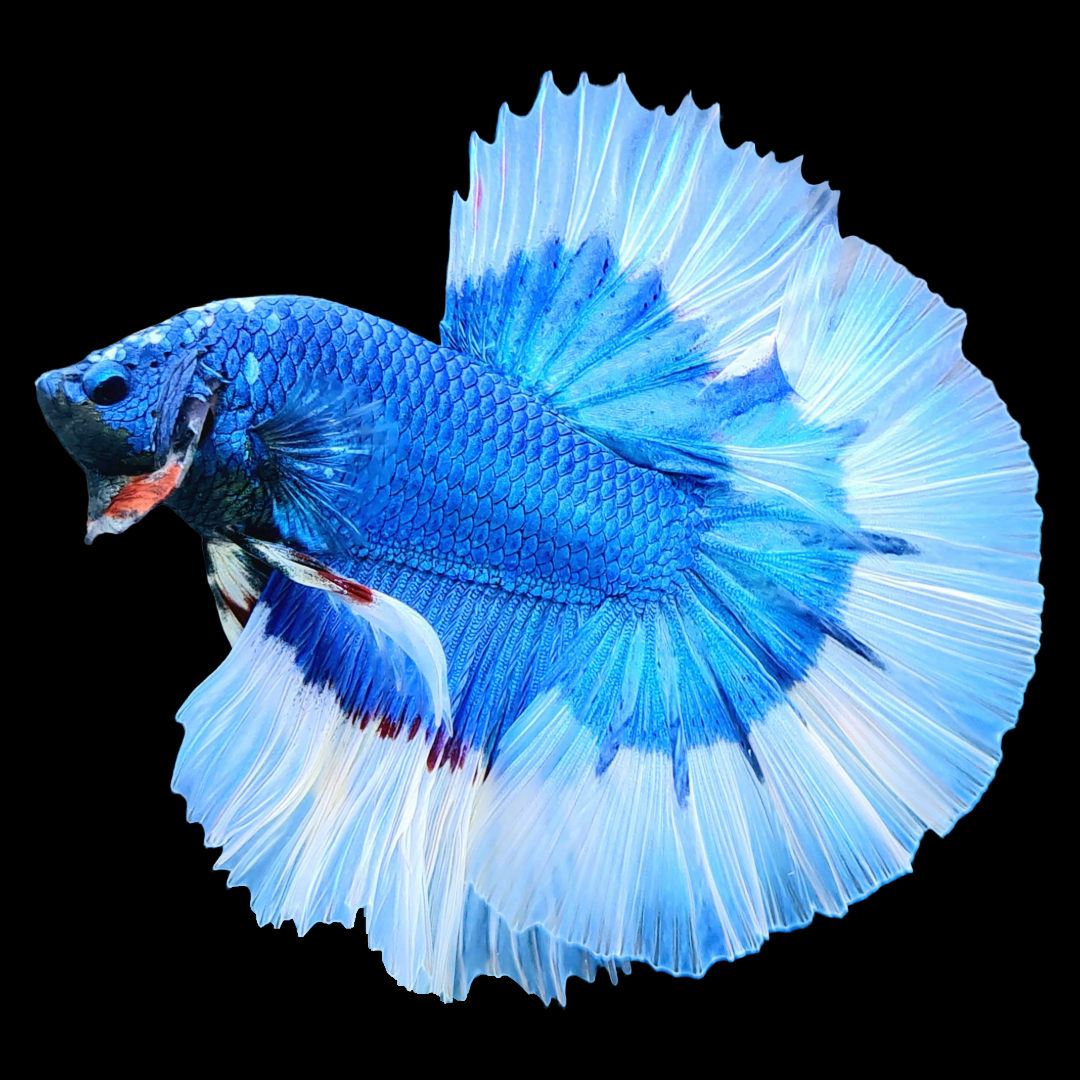 Blue Butterfly Halfmoon Male Betta Fish