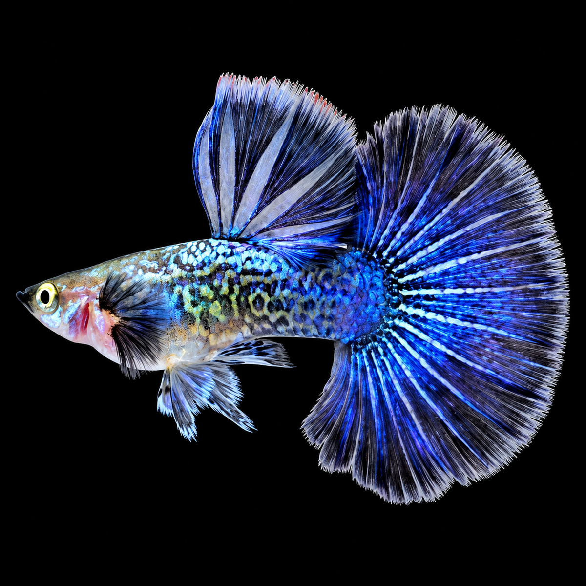 Blue Dragon Guppy Fish