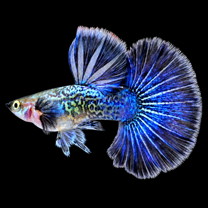 Blue Dragon Guppy Fish