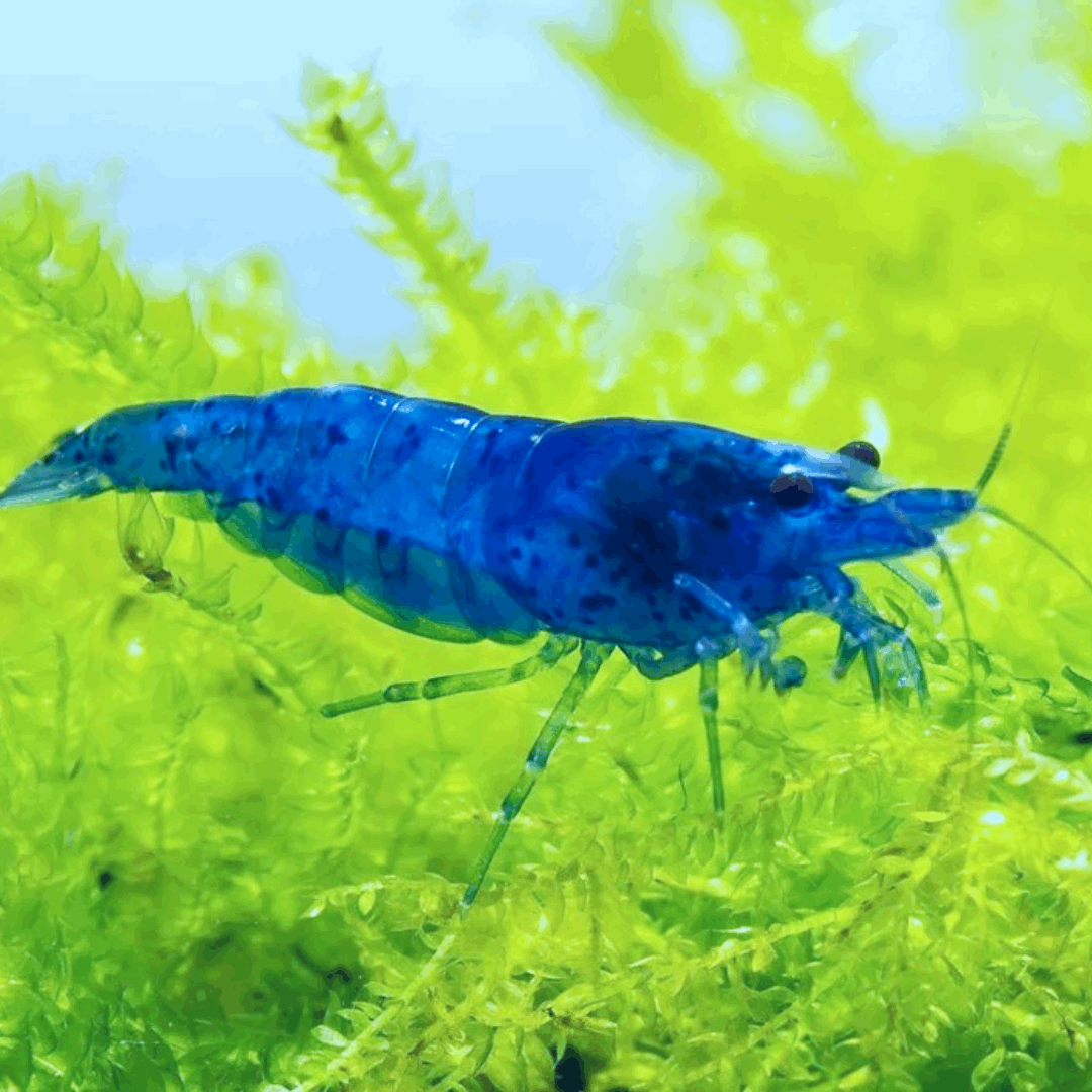Blue Dream Neocaridina | Blue Dream Shrimp | Tropicflow