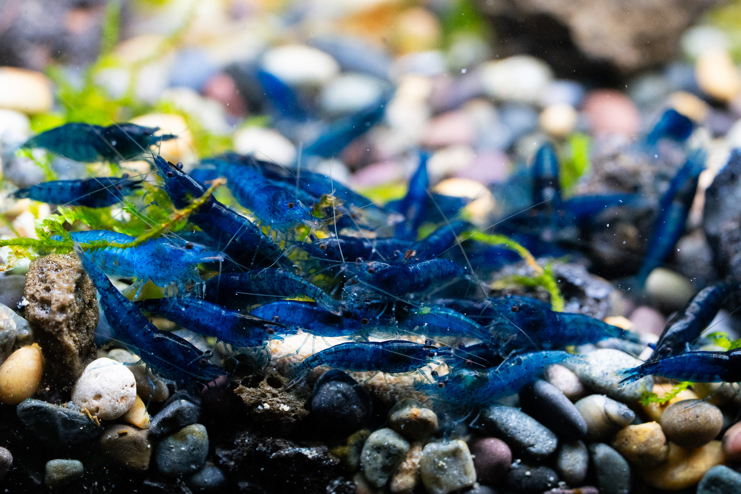 Blue Dream Neocaridina Shrimp