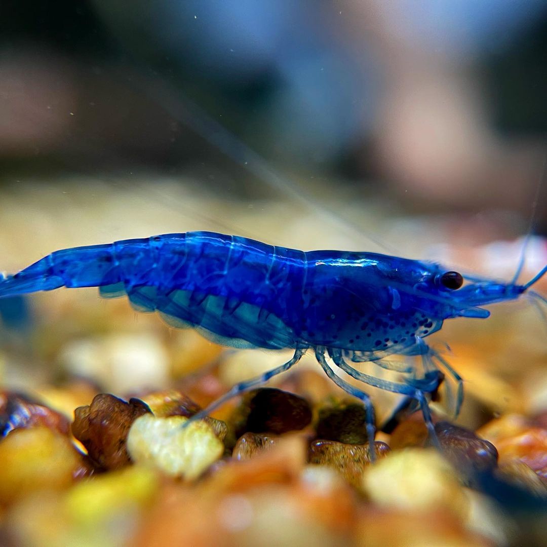 Blue Dream Neocaridina | Blue Dream Shrimp | Tropicflow