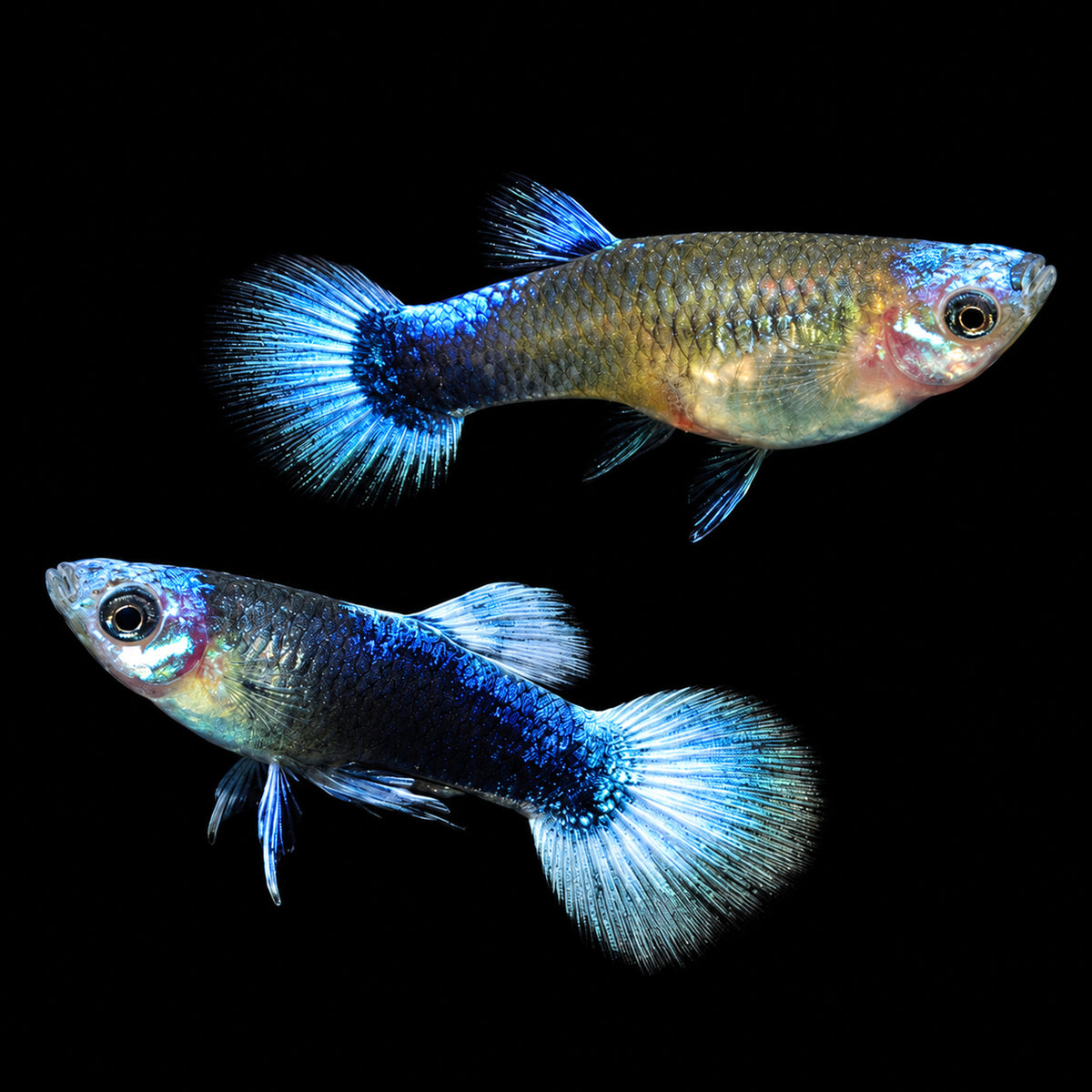 Blue Koi Guppy Fish