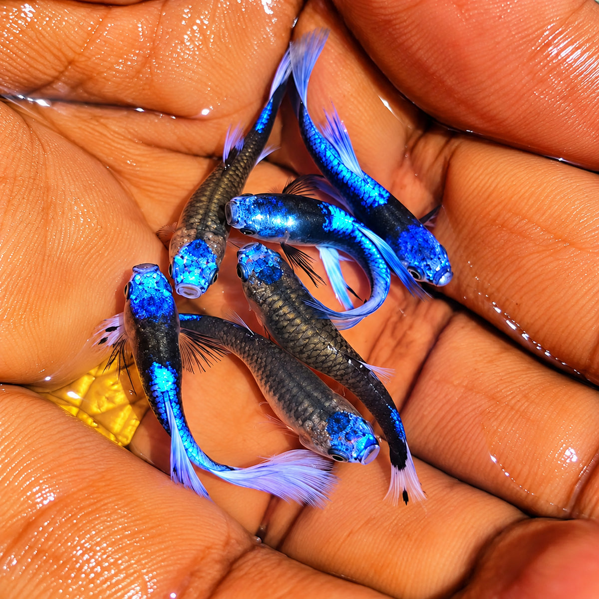 Blue Koi Guppy Fish
