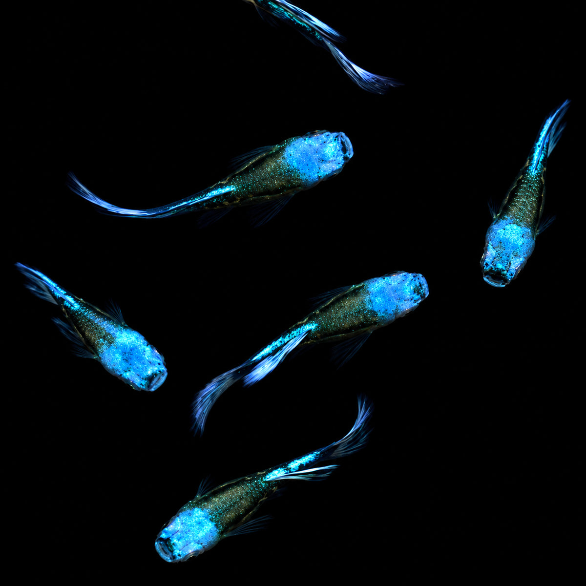 Blue Koi Guppy Fish