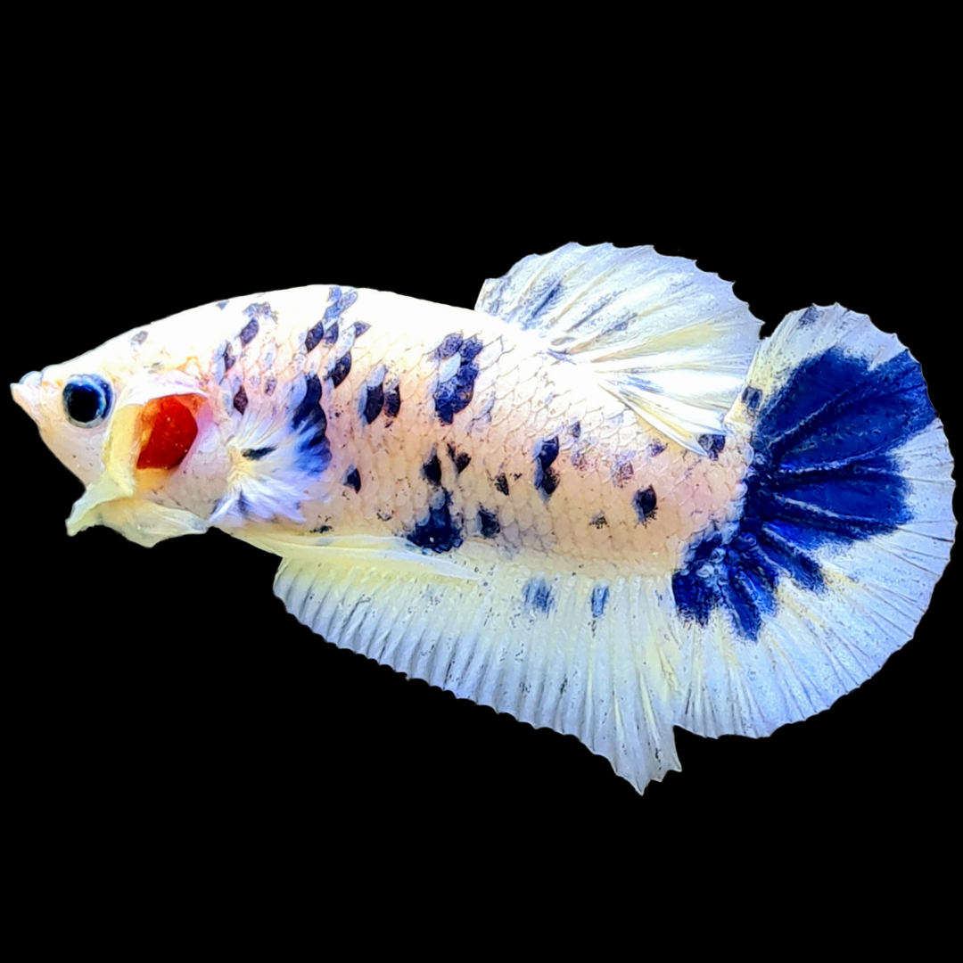 Blue Marble Dot Plakat Male Betta Fish