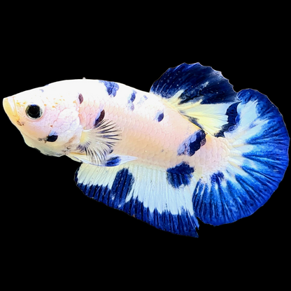 Blue marble online betta for sale