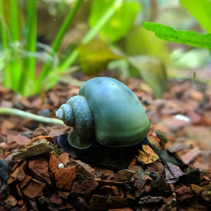 Blue Mystery Snail