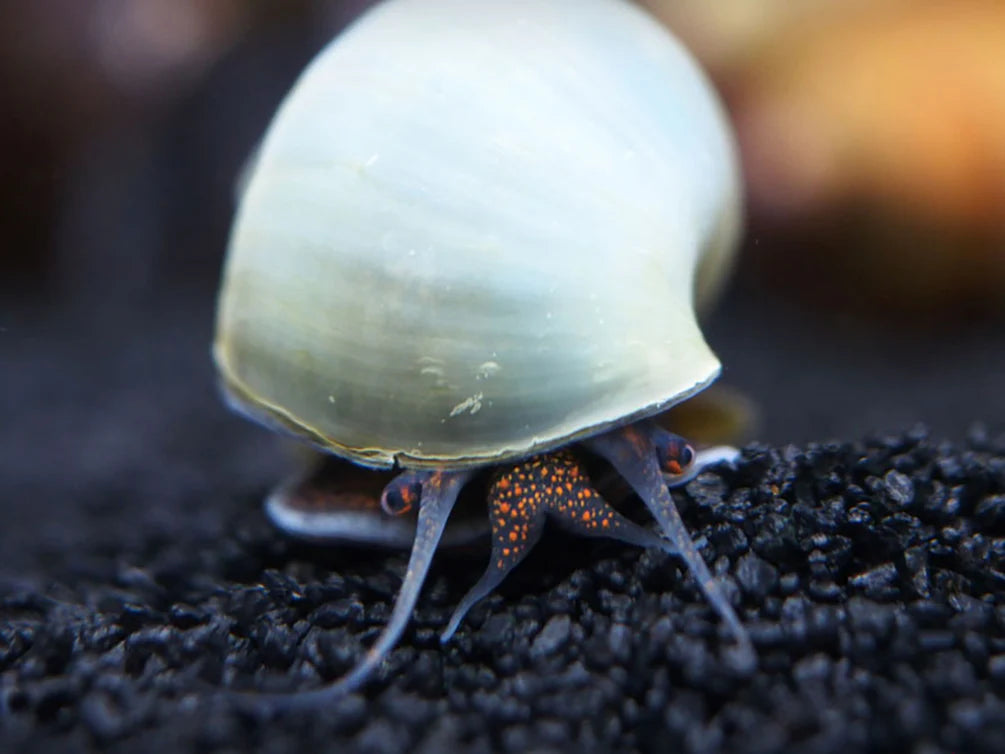 Blue Mystery Snail