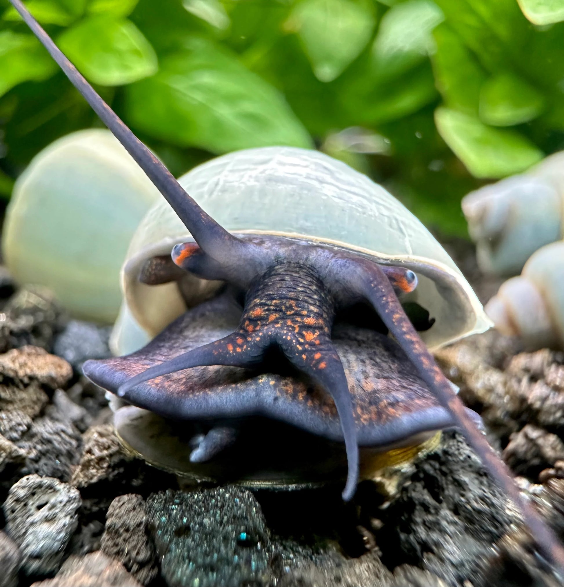 Blue Mystery Snail