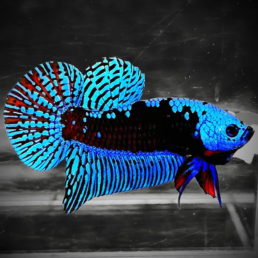 Blue Samurai Alien Wild Male Betta Fish