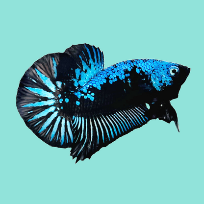 Blue Samurai Plakat Male Betta Fish