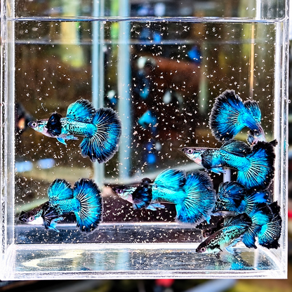 Blue Sapphire Dragon Guppy Fish