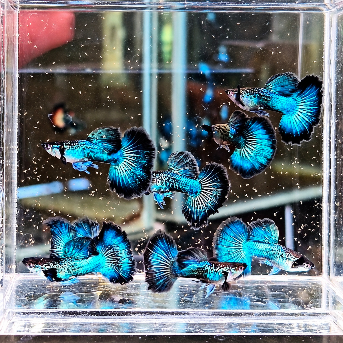 Blue Sapphire Dragon Guppy Fish