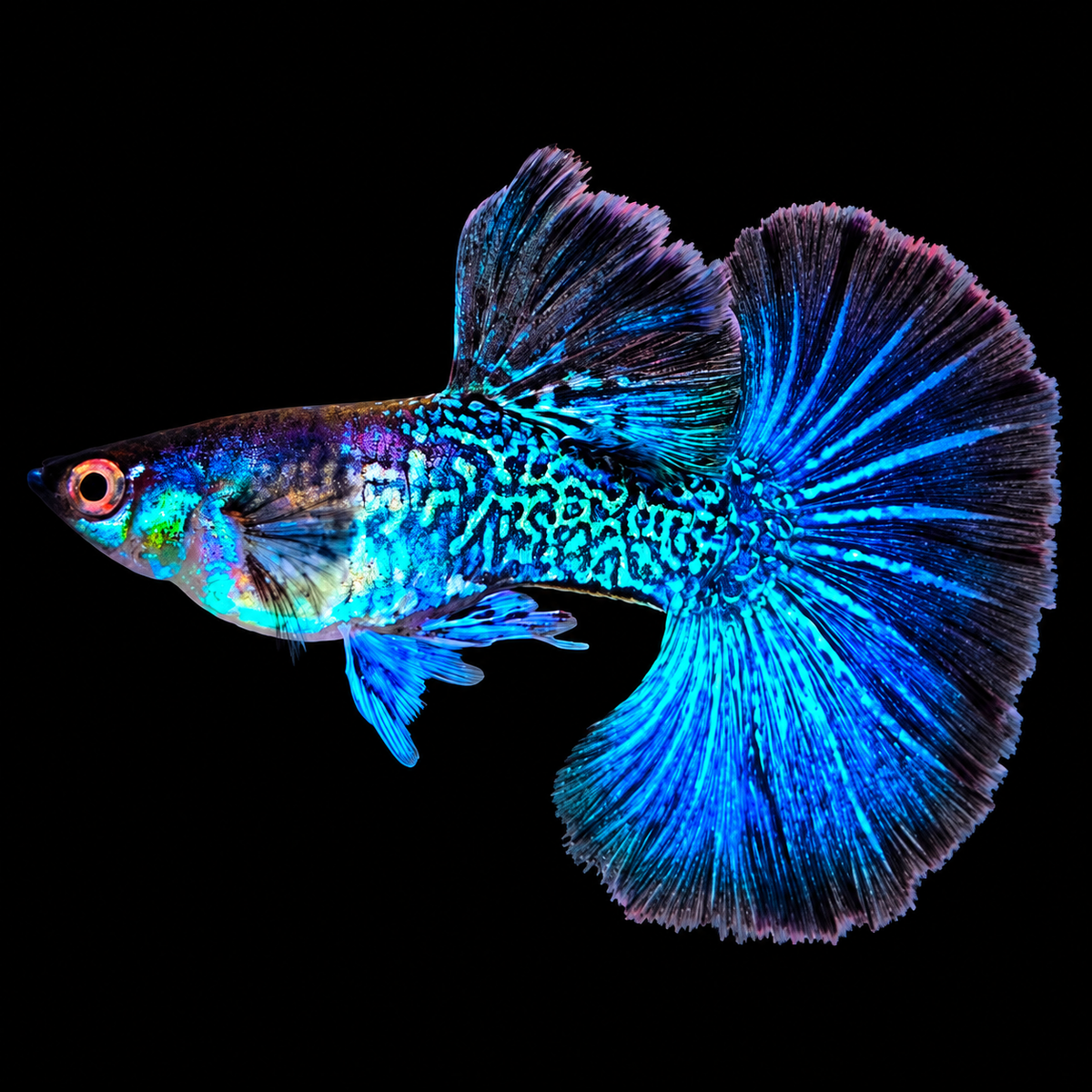 Blue Sapphire Dragon Guppy Fish