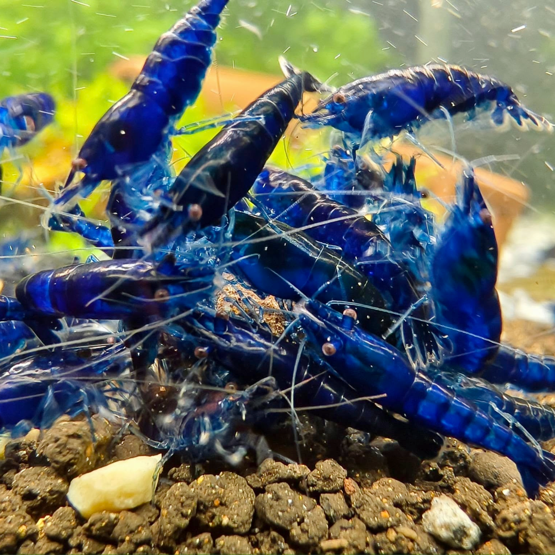 Blue Sapphire Dream Neocaridina Shrimp