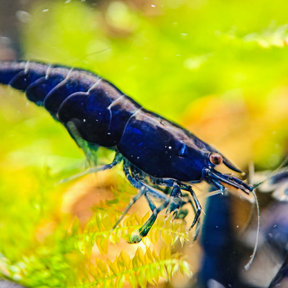 Blue Sapphire Dream Neocaridina Shrimp