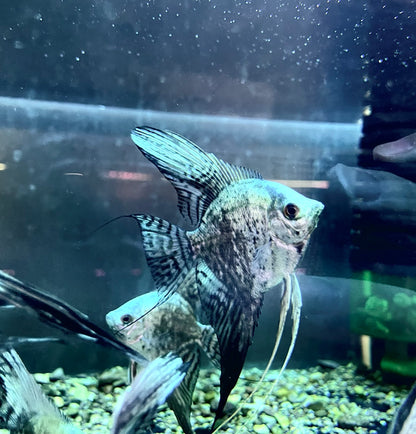 Blue Smokey Angelfish