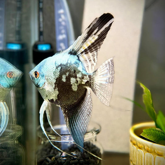 Blue Smokey Angelfish