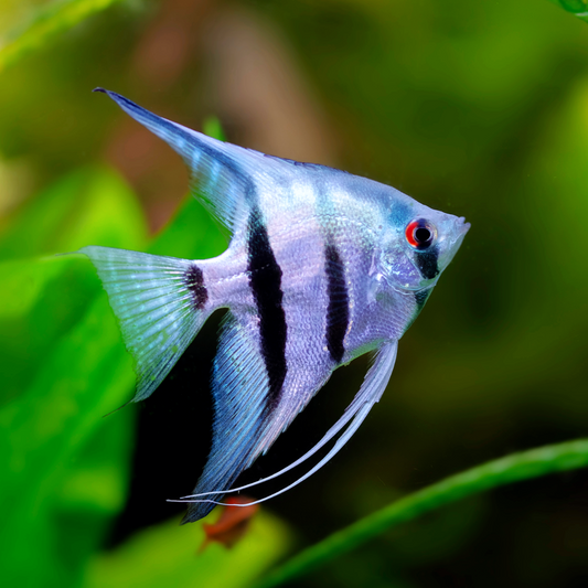 Blue Zebra Angelfish | Tropicflow