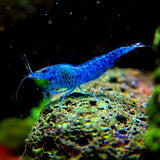 Blue Dream Neocaridina Shrimp