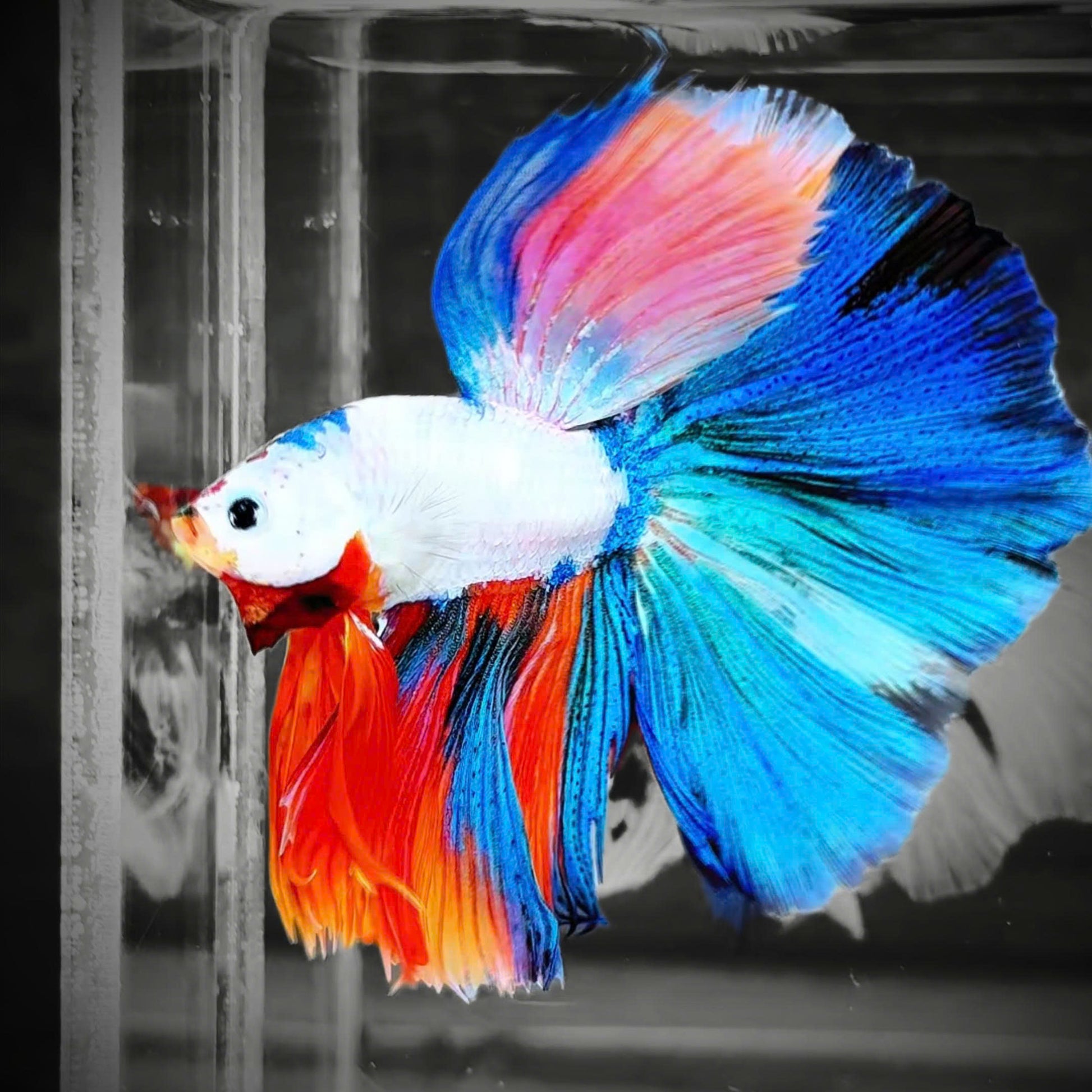 Candy Marble Halfmoon Male Betta Fish