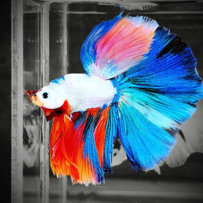 Candy Marble Halfmoon Male Betta Fish
