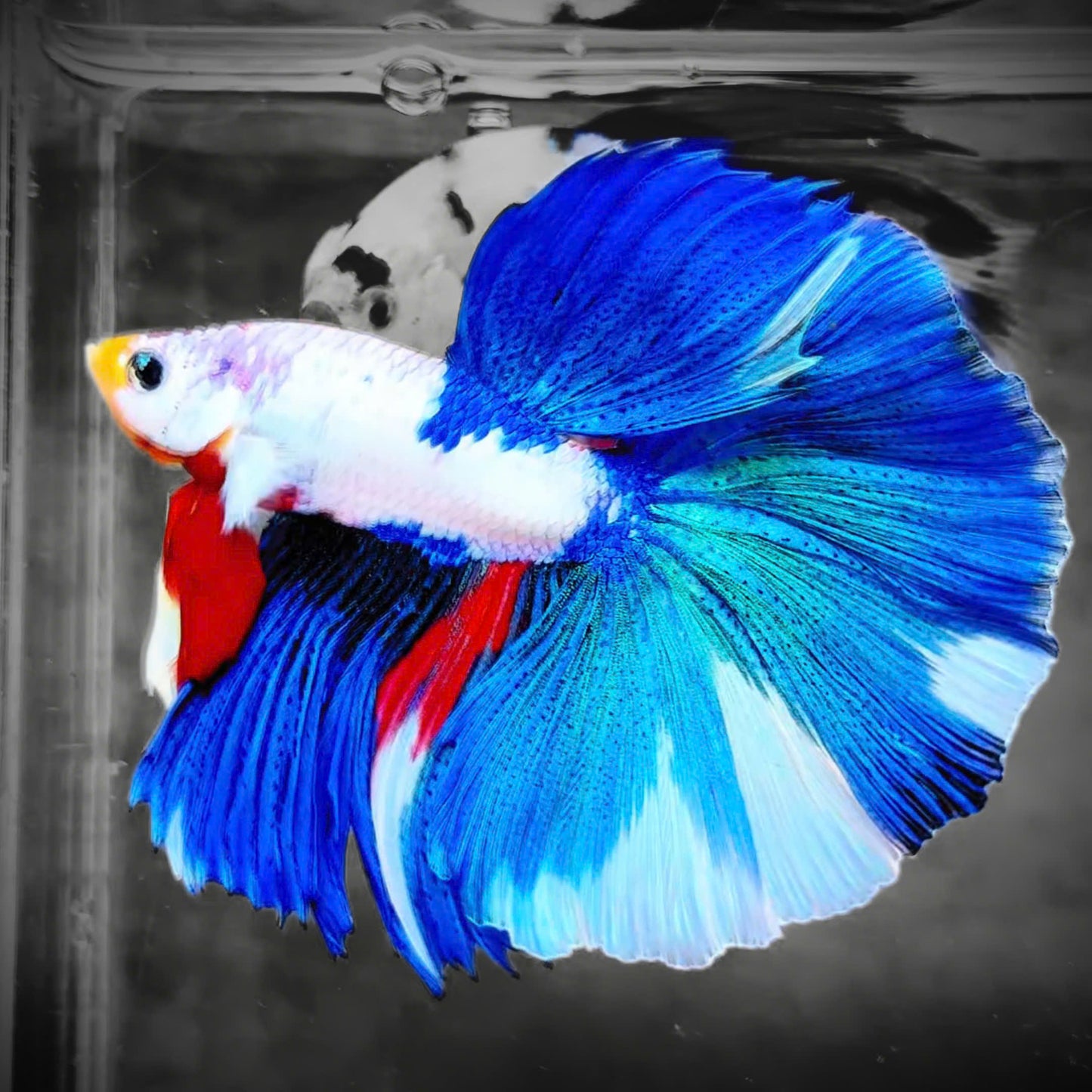 Candy Marble Halfmoon Male Betta Fish