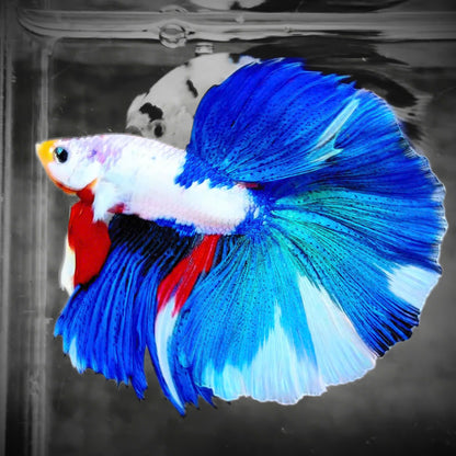 Candy Marble Halfmoon Male Betta Fish