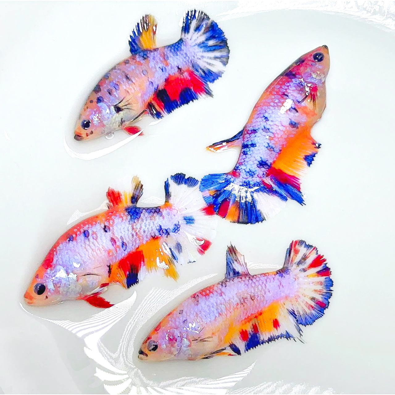 Candy Multicolor Metallic Plakat Female Betta Fish