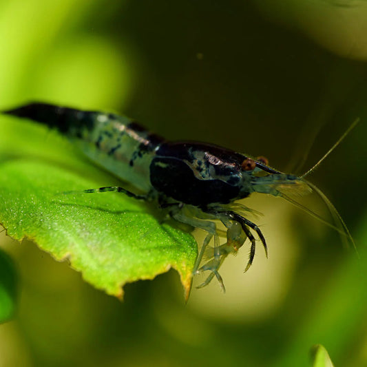 Carbon Rili Neocaridina Shrimp | Tropicflow