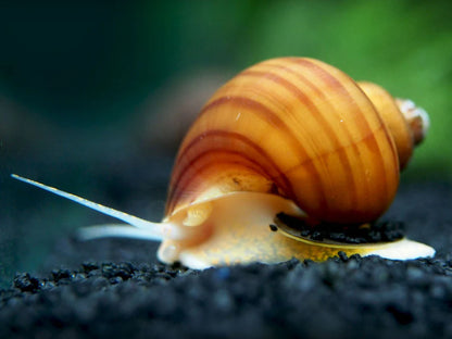 Chestnut Mystery Snail