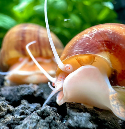 Chestnut Mystery Snail