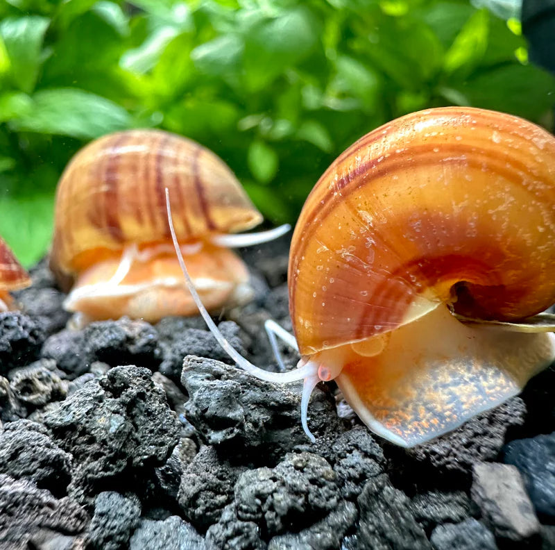 Chestnut Mystery Snail