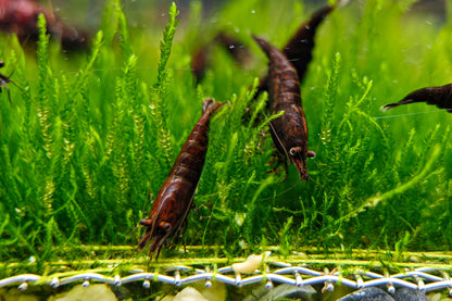 Chocolate Neocaridina Freshwater Shrimp