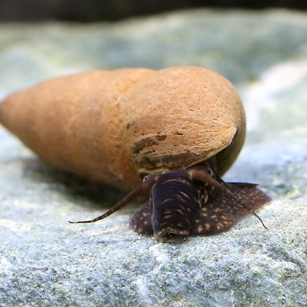 Chocolate Rabbit Snail