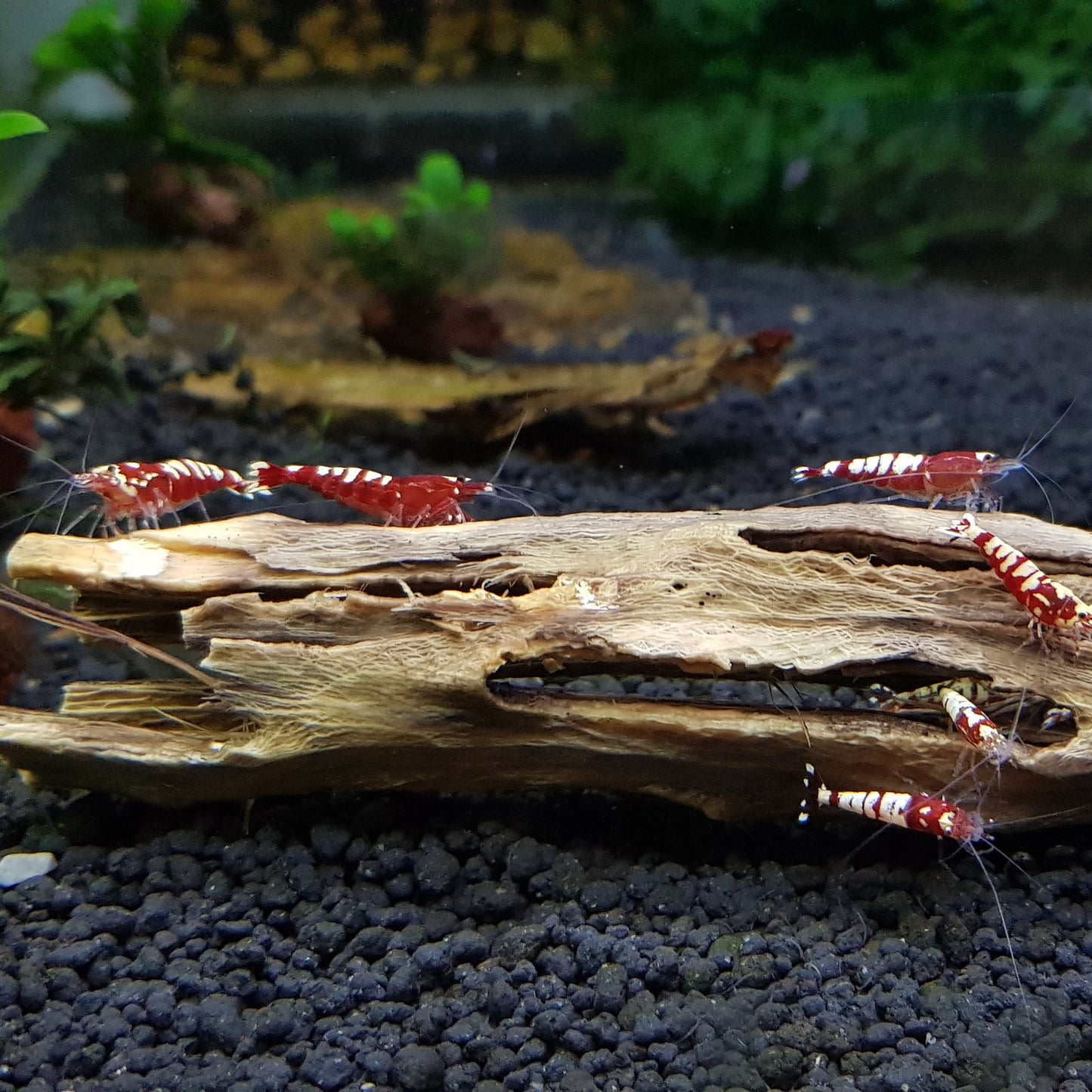 Cholla Driftwood Sticks | Shrimp Approved