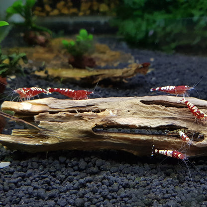 Cholla Driftwood Sticks | Shrimp Approved