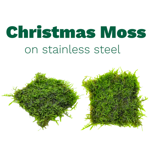 Christmas Moss in Stainless Steel