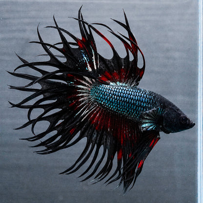 Copper Red Crowntail Betta Fish with shimmering copper scales and red spiked fins