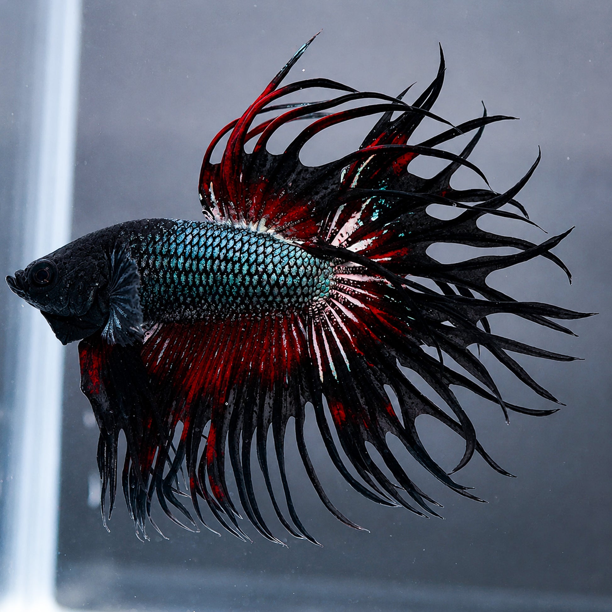 Copper Red Crowntail Betta Fish with shimmering copper scales and red spiked fins